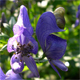 Aconitum degenii p.